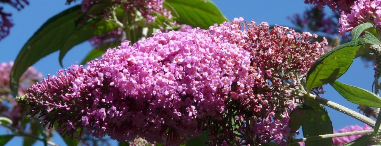 vlinderbloem close-up