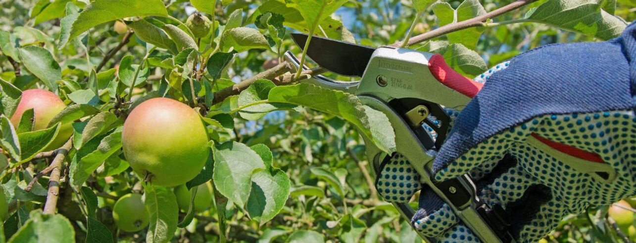 Appelbomen snoeien met schaar