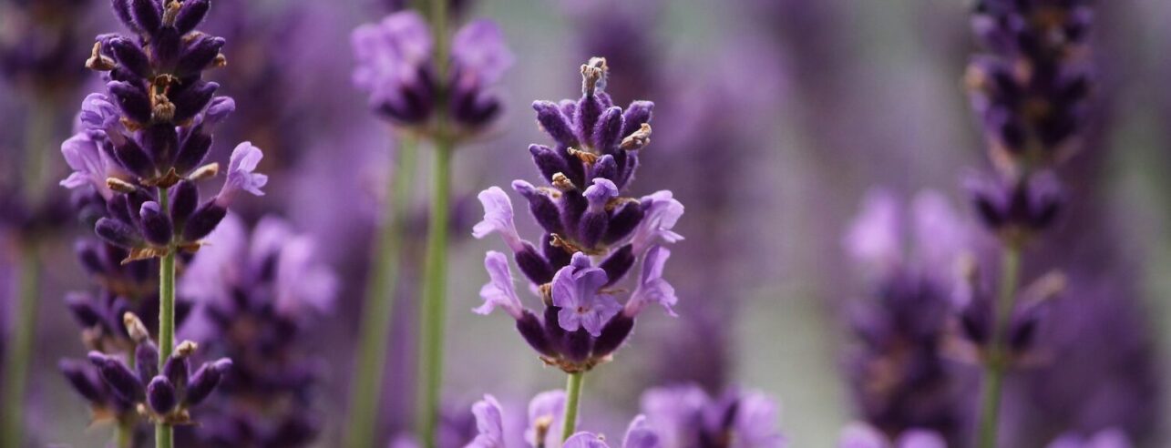 lavendel stekken