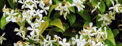 Sterjasmijn met witte bloemetjes