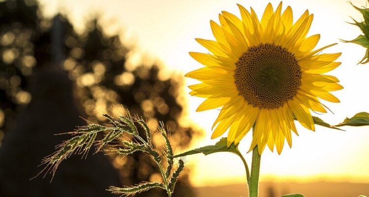 Een zonnebloem in de avondzon