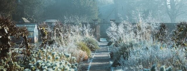 Een tuin in januari