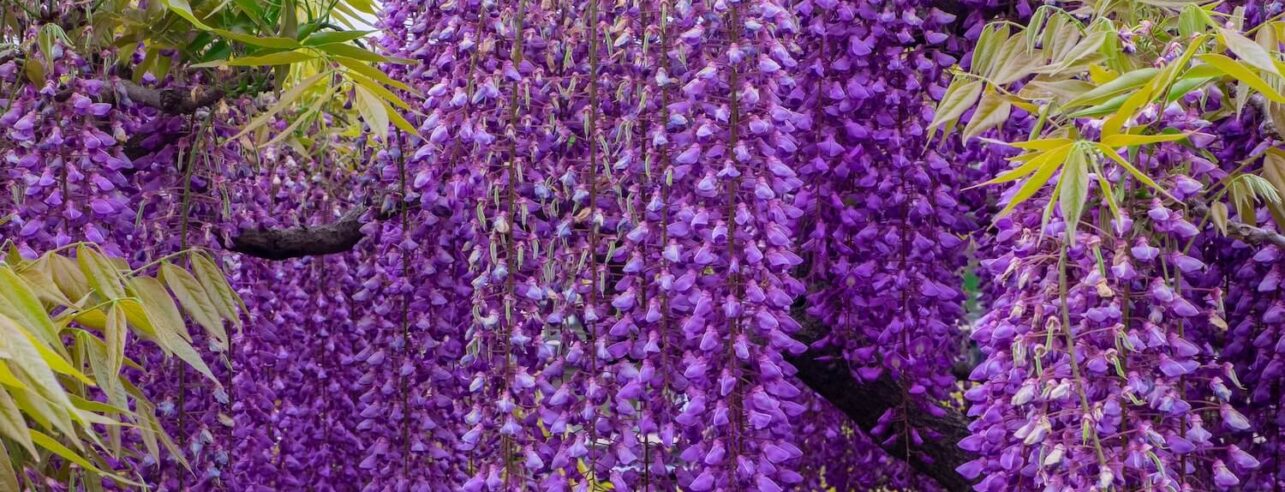 wisteria