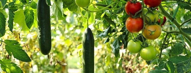 Komkommers en tomaten in een moestuin