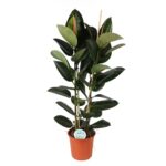 Ficus Elastica robusta 110cm in pot
