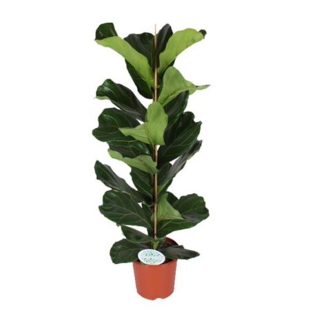 Ficus Lyrata 90cm in pot