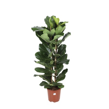 Ficus Lyrata 140cm in pot