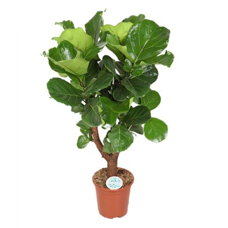 Ficus Lyrata vertakt 140cm in pot