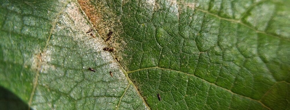 Close up van enkele tripsen op groen blad