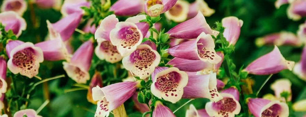 Roze klokvormige bloemen van het vingerhoedskruid van dichtbij