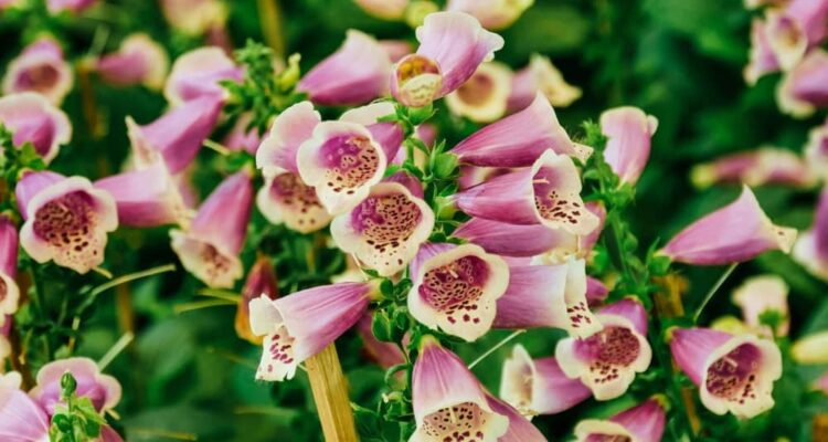 Roze klokvormige bloemen van het vingerhoedskruid van dichtbij