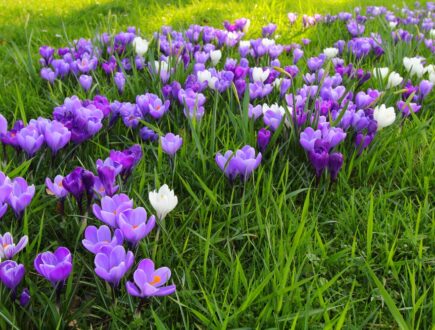 paarse bloemen