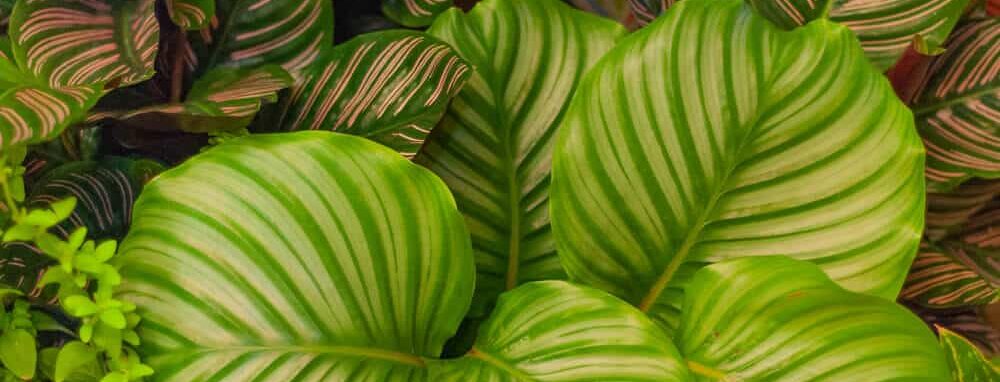 Calathea bladeren van dichtbij