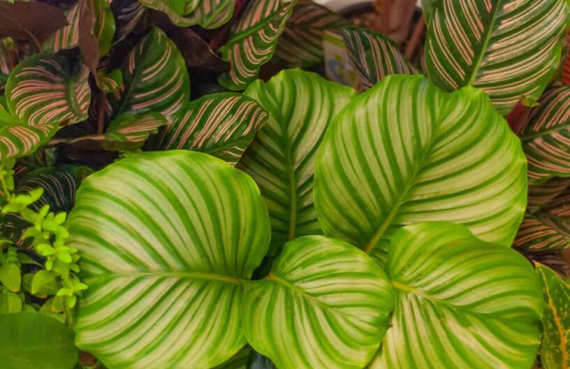 Calathea bladeren van dichtbij