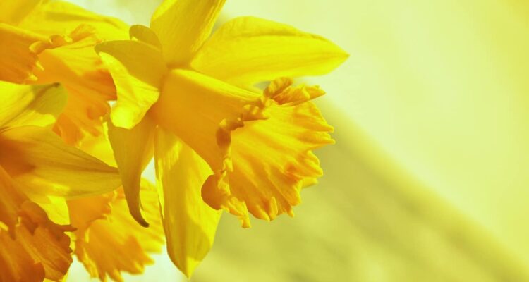 Narcissen