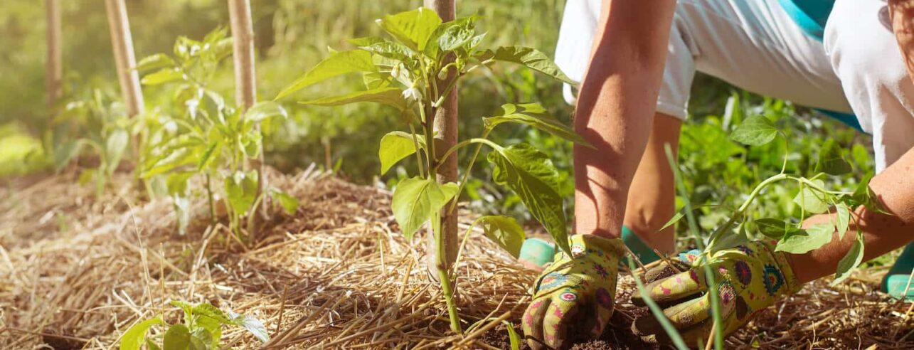 lente moestuin voorbereiden