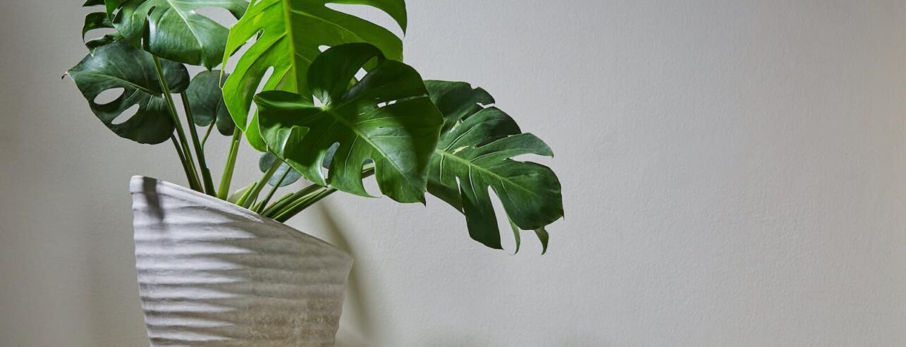 Monstera Deliciosa