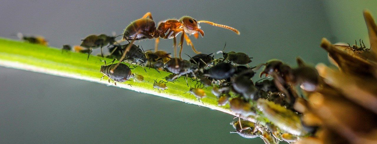 ongedierte in de tuin bestrijden