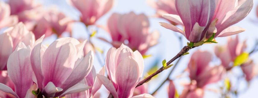 prachtige magnolia's