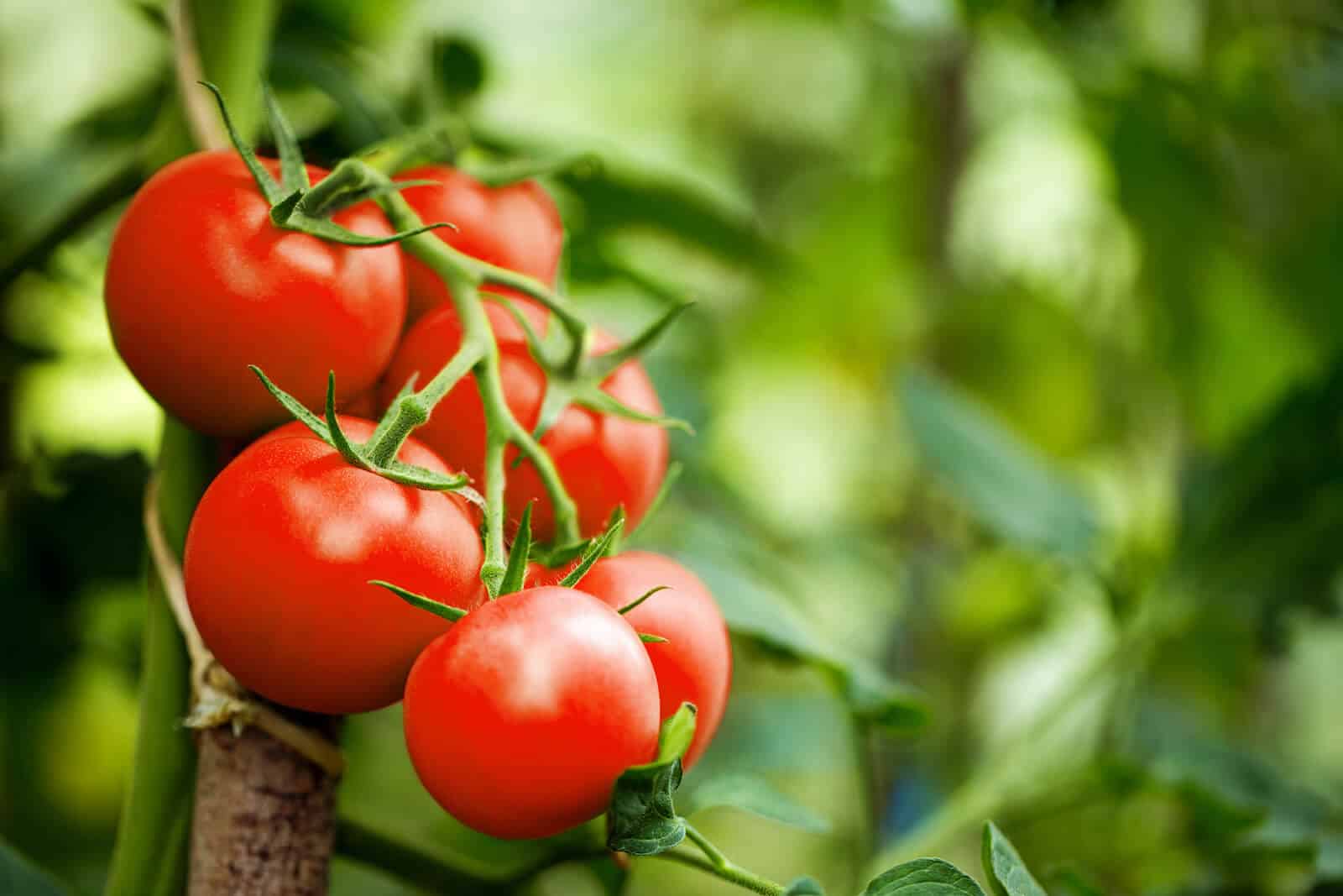 Zo Doe Je Dat: Tomaten Kweken & Verzorgen
