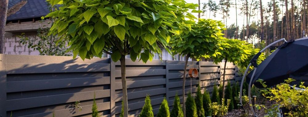 Catalpa's in tuin