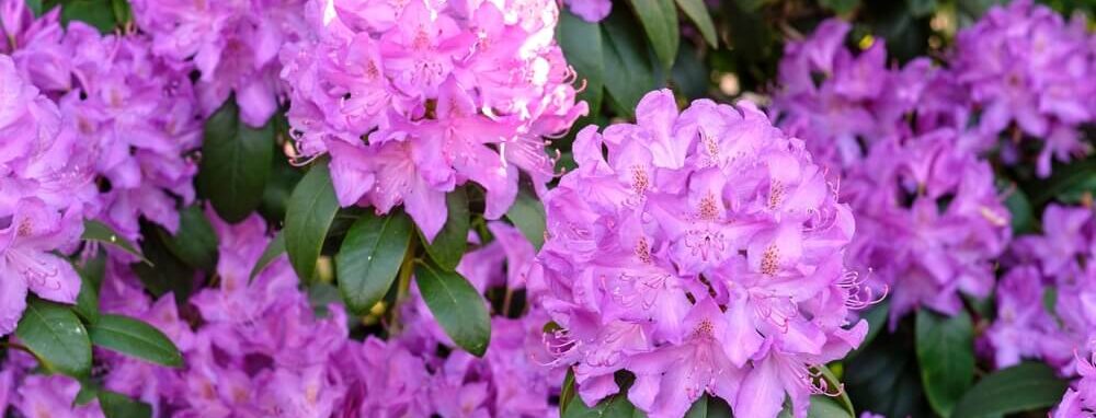 Ontdek alles wat je moet weten over het planten, snoeien en verzorgen van rododendrons voor een weelderige bloei en gezonde groei in je tuin.