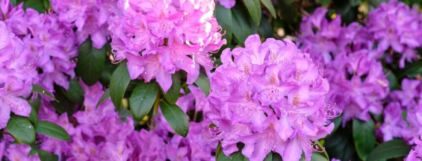 Ontdek alles wat je moet weten over het planten, snoeien en verzorgen van rododendrons voor een weelderige bloei en gezonde groei in je tuin.