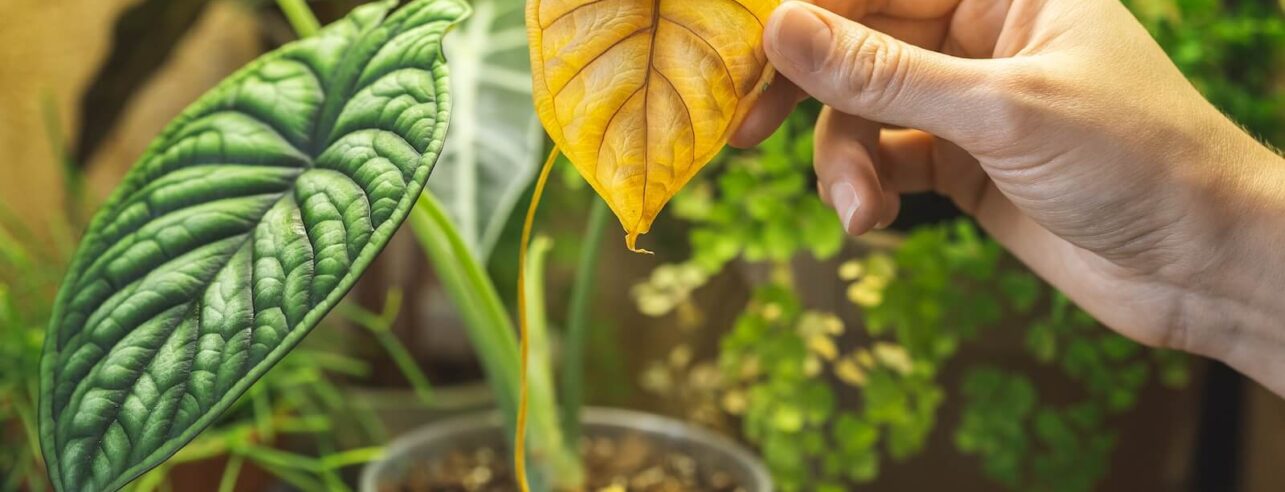 geel blad op plant