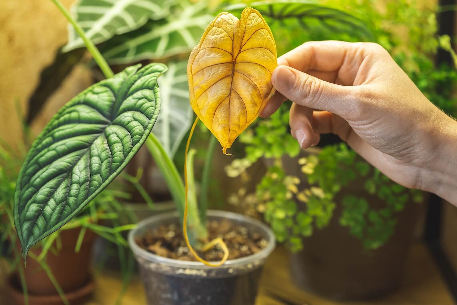 Complete Gids Voor Gele Bladeren Op Je Plant: Oorzaken En Oplossingen