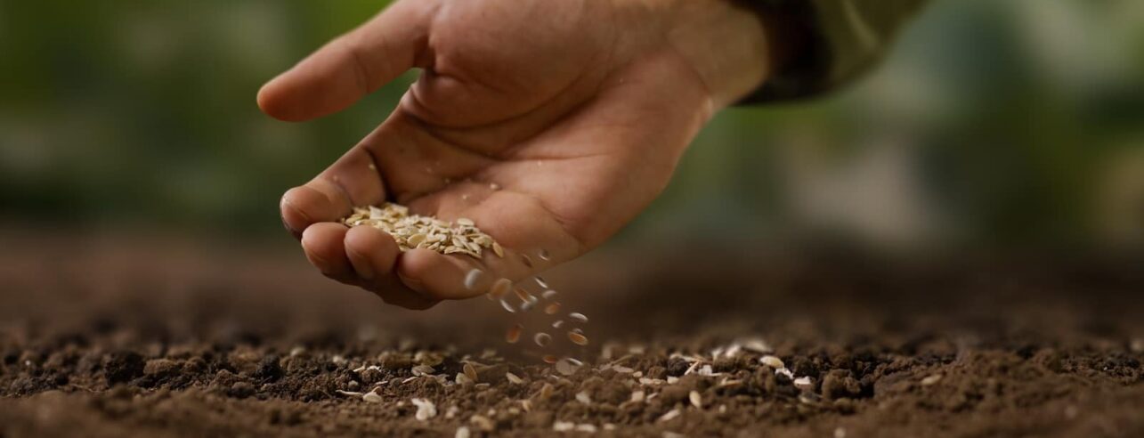 zaaien in de moestuin