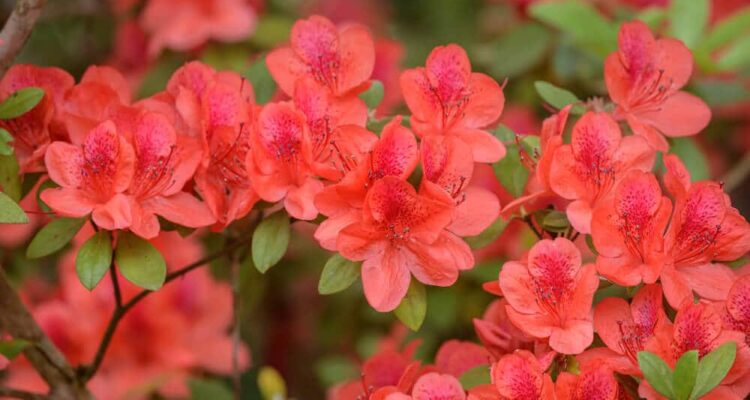 Azalea met rode bloemen