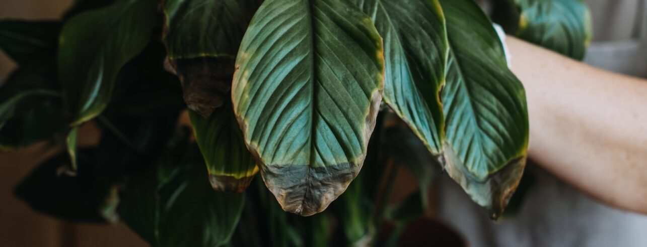 vrouw die bruine bladeren op plant toont