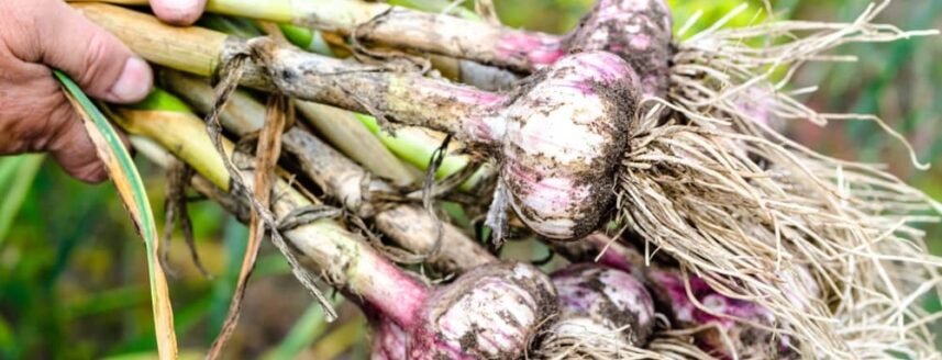 Iemand houdt knoflook planten vast