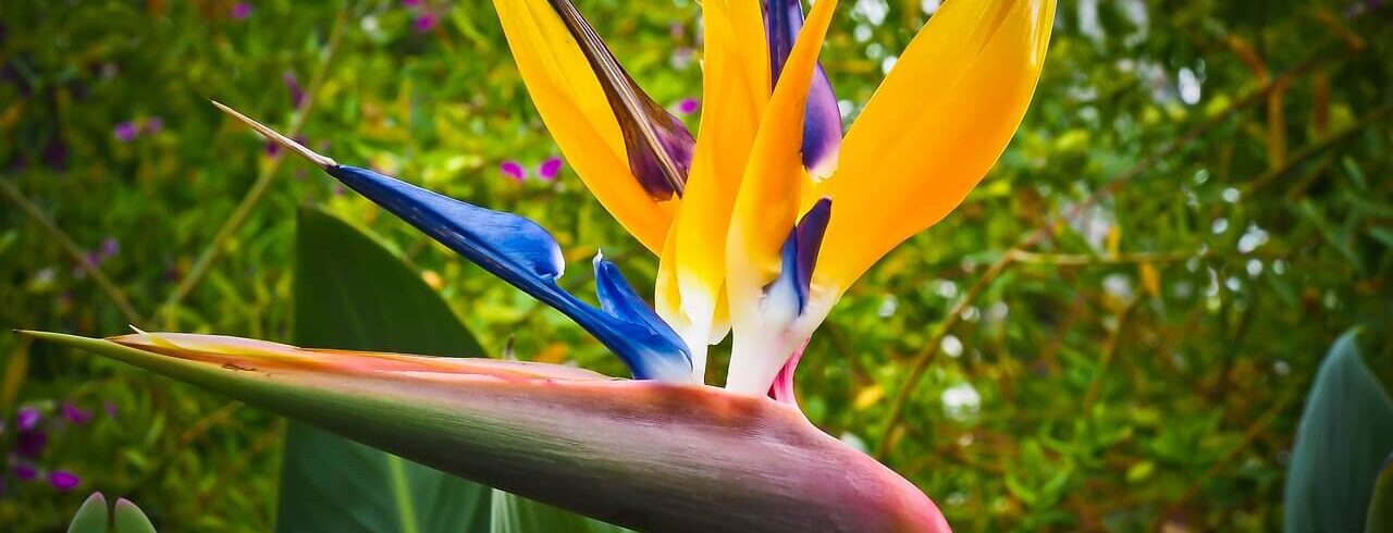 Strelitzia bloem in bloei