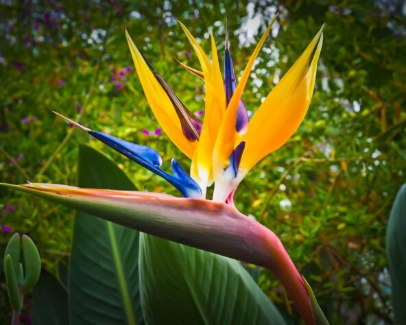 Strelitzia bloem in bloei