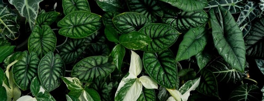 Close up van de alocasia