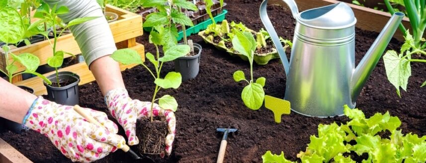 Iemand plant plantjes in moestuin