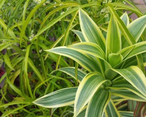 Close-up van goed verzorgde dracaena