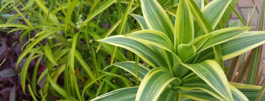 Close-up van goed verzorgde dracaena