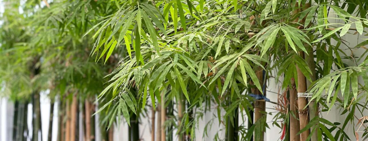 bamboe planten tegen witte muur in tuin