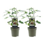 2 stuks Ficus Carica Brown Turkey van 40 cm hoog, vooraanzicht