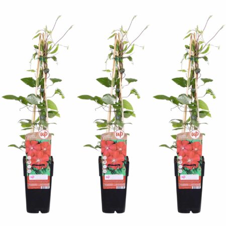 Drie stuks Clematis Rouge Cardinal van 65 cm hoog, vooraanzicht