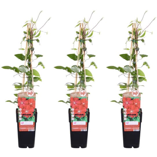 Drie stuks Clematis Rouge Cardinal van 65 cm hoog, vooraanzicht