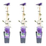 Drie stuks Clematis The President van 65 cm hoog, vooraanzicht