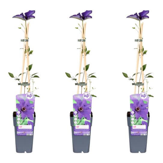 Drie stuks Clematis The President van 65 cm hoog, vooraanzicht