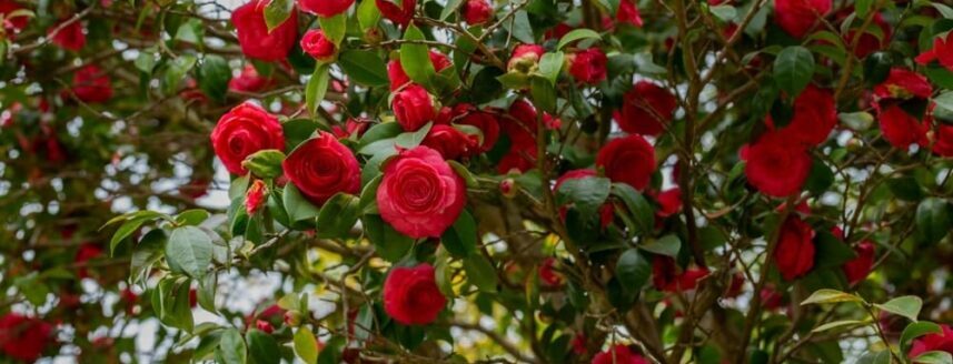 Camelia boom met rode bloemen