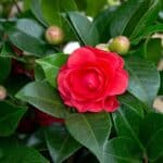 Camelia Japonica Black Lace van 65 cm hoog, tweede bloemfoto