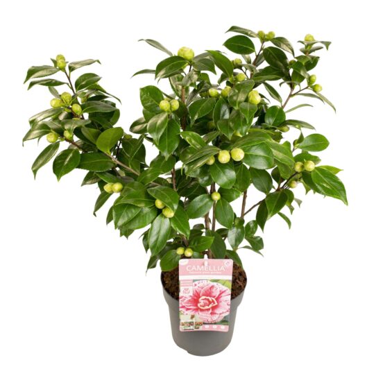 Camelia Japonica Bonomiana van 65 cm hoog, vooraanzicht