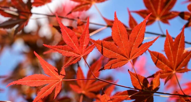 Japanse esdoorn met rood blad