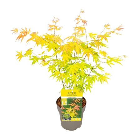 Acer palmatum Orange Dream van 30 cm hoog, vooraanzicht